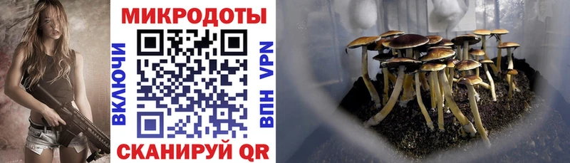 Псилоцибиновые грибы Psilocybe Азов